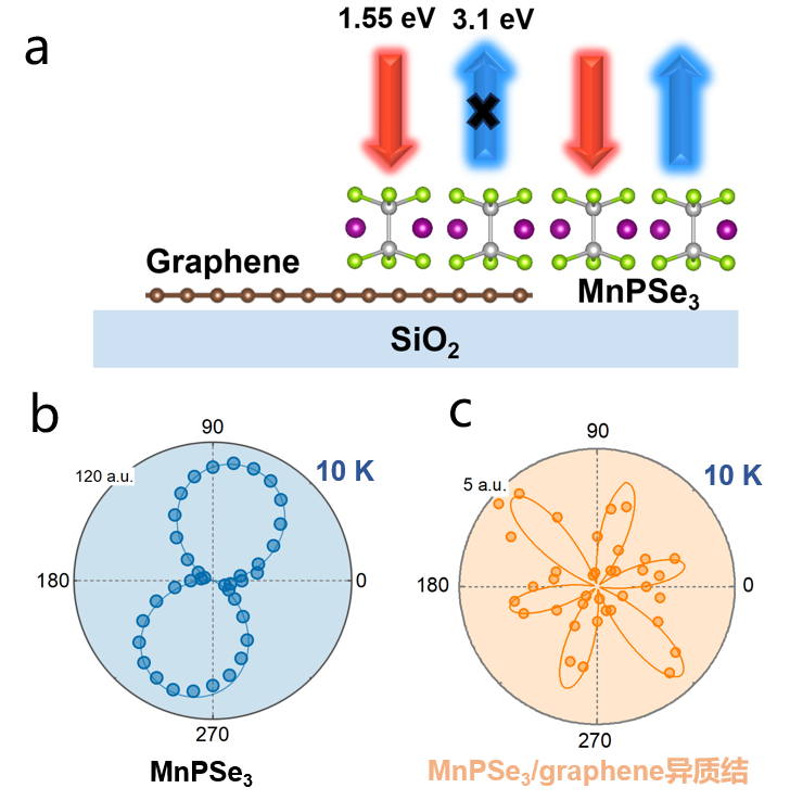 强磁场与安徽大学联合团队发现在MnPSe3/graphene异质结中消失的MnPSe3非互易二次谐波