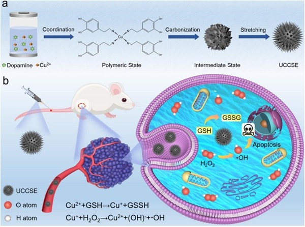 科学岛团队采用形貌诱导的细胞摄取增强策略提升单原子纳米酶的肿瘤治疗效果